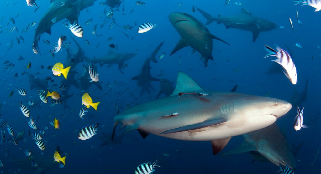 Rendez-vous avec les requins : de Korolevu à Pacific&nbsp;Harbor