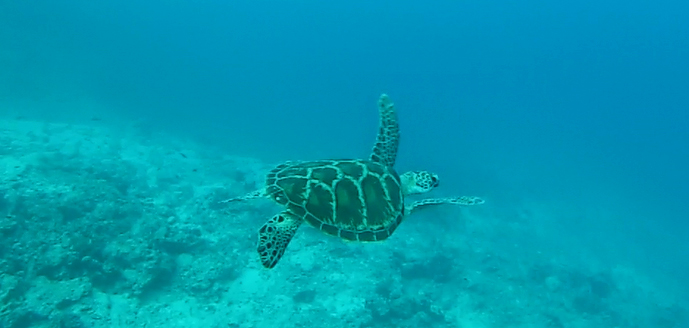 J’apprend la plongée à Mana – partie&nbsp;2