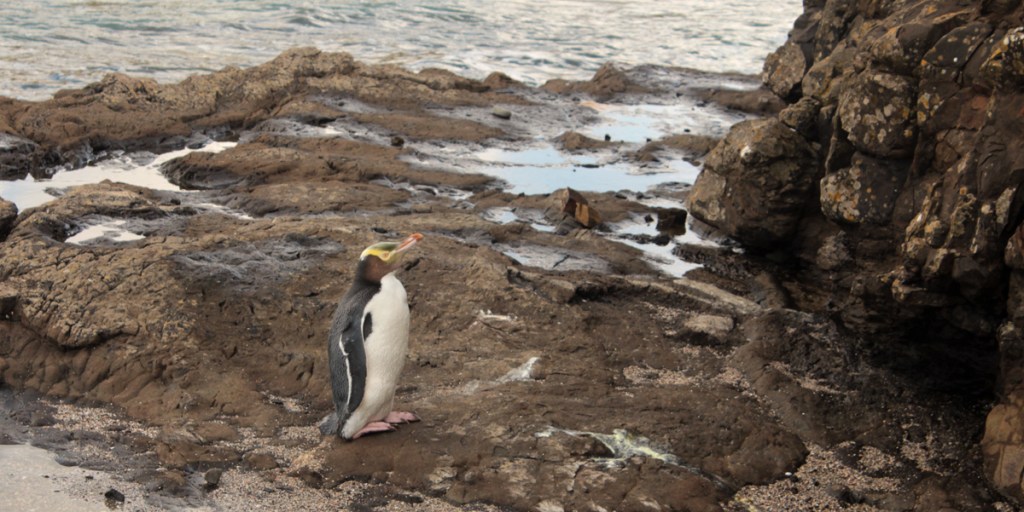 La traversée des&nbsp;Catlins
