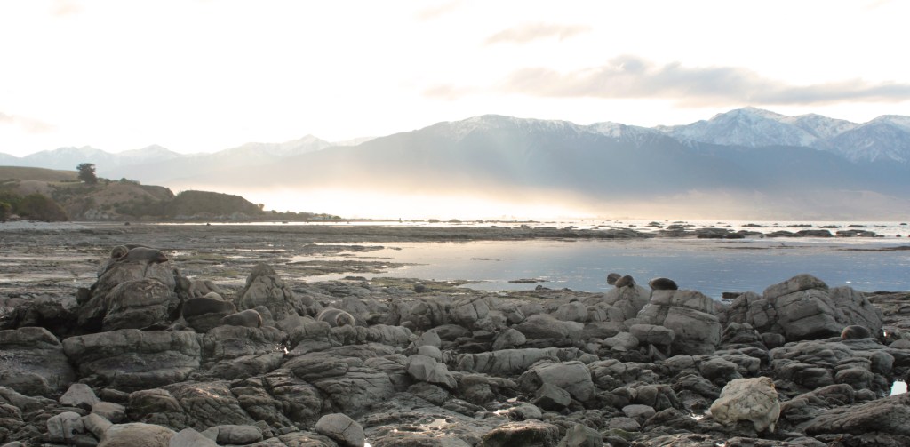 Kaikoura #2 : la boucle est&nbsp;bouclée