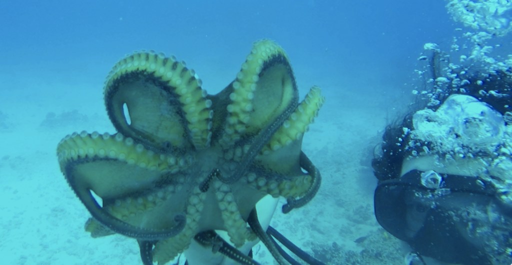 Les splendeurs de la baie de&nbsp;Hanauma