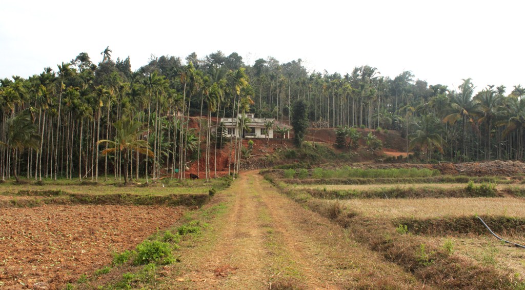 Wayanad, le joyaux vert du&nbsp;Kerala