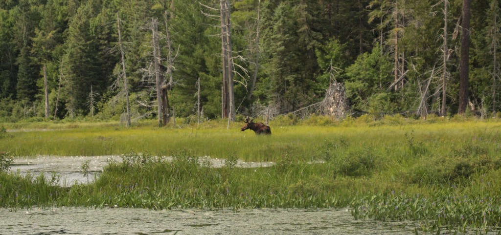 Le parc provincial Algonquin,&nbsp;l’enchanteur